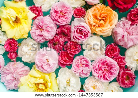 Awesome floral texture of colorful roses in water on blue background