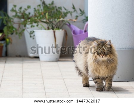 Hypoallergenic cat of siberian breed, long haired pet of livestock in a garden, walking outdoor