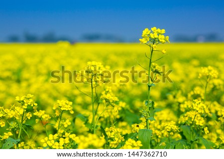 Mustard flower field is full blooming. Royalty-Free Stock Photo #1447362710