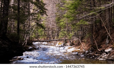 Peaceful river with fallen and standing trees. From a peaceful Canadian forest during spring 2019 in the Province of Quebec.