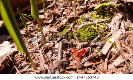 Natural ground from the inside of a big Canadian forest during a bright sunny day of spring 2019.