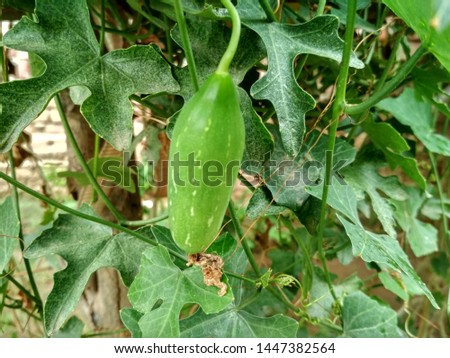 It's IVY GOURD.It Was  shooted in INDIA on 10 July 2019.