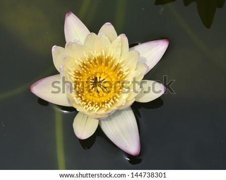 Lotus flowers floating in the dark water