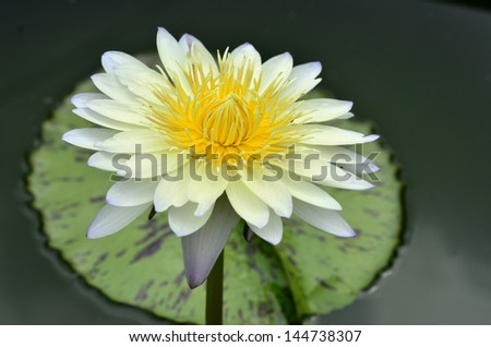 White waterlily or Lotus flower with nice lighting and capture