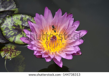 Lotus flower or waterlily with bee inside