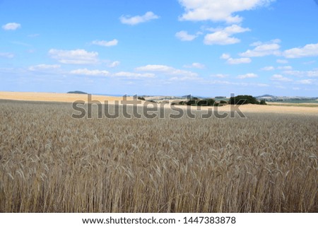 golden grain fields in summer