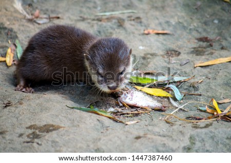 The Asian small-clawed otter (Amblonyx cinerea), also known as the oriental small-clawed otter or simply small-clawed otter, is a semiaquatic mammal native to South and Southeast Asia.
