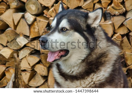 Malamute breed dog posing in nature. Malamute gray-white. The home dog lies by the wood