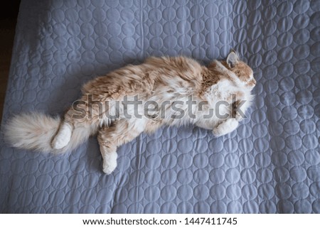 young fluffy cream tabby white ginger maine coon cat lying on side on the bed napping