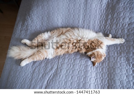 young fluffy cream tabby white ginger maine coon cat lying on back on gray blanket sleeping and stretching