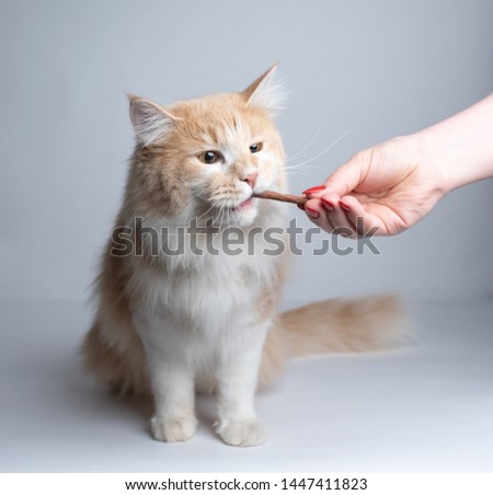 front view of a young cream tabby white ginger maine coon cat getting fed by owner. female human hand feeding the cat with treat stick snacks on white studio background 