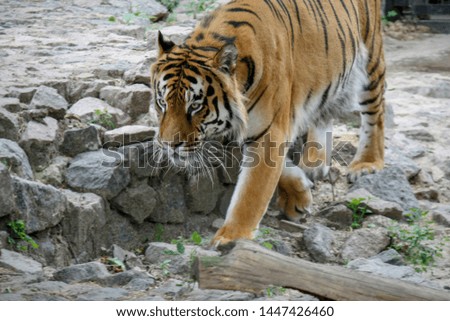 the tiger imposingly goes on the concrete path and rests, a beautiful powerful big tiger cat on the background of summer green grass, stones and green water in the zoo. Close-up.