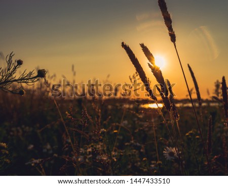 Beautiful countryside landscape before sunset, in summer - Groningen, Netherlands