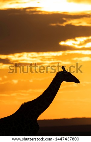 A closeup of Giraffe silhouetted infront of the setting sun in the plains of Africa inside Masai Mara National Reserve during a wildlife safari