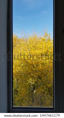 View to yellow tree through window glass. Autumn golden leaf tree and blue sky behind window. Fall scene looks like picture in window frame. 