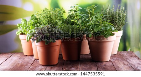 Homegrown and aromatic herbs in old clay pots. Set of culinary herbs. Green growing sage, oregano, thyme, basil, mint and oregano. Royalty-Free Stock Photo #1447535591
