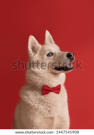 Portrait of pretty siberian husky dog wearing red bow tie isolated against red background. Cool funny party dog. Copy space