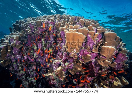 The reefs of The Red Sea