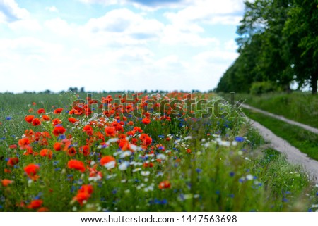 Spring meadow of blooming poppies against a blue sky. Rural path in the middle of green meadow, red poppies, curved road cut deep through agriculture area into the green valley with blue sky. 
