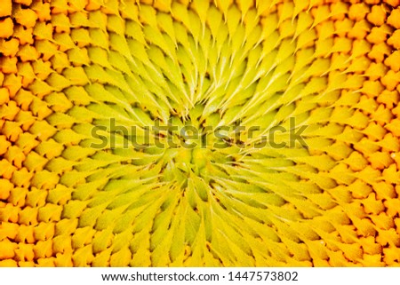 sunflower color texture, gradient color transition