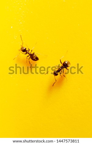 two ants on a yellow background