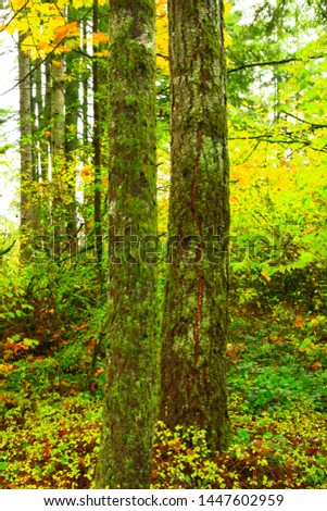 a picture of an exterior Pacific Northwest forest