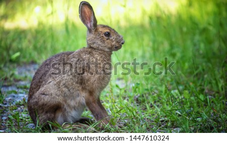 Wild Rabbit - Summer Northern Ontario Canada 