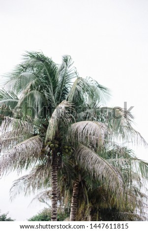 Palm trees on the beach in Saint Croix, USVI