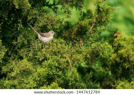 Northern Mockingbird isolated in profile perched with tail up in lush green Juniper tree catching midday sunlight.