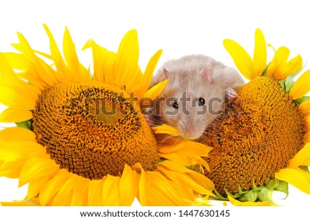 Pretty little mouse between blooming sunflowers