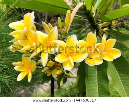 yellow frangipani flowers in the home garden.