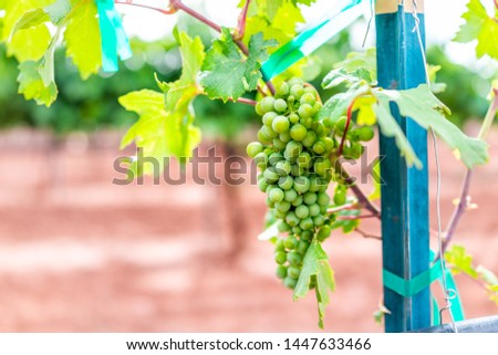 Alamogordo, New Mexico vineyard grape vine closeup of green unripe grapes for wine with bokeh background and tied string