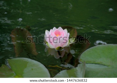 water lily, lotus in nature