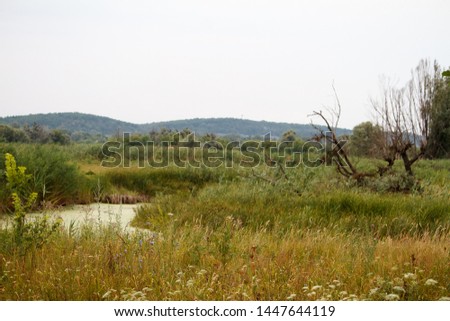 Summer landscape with swamp river and old tree with thickets of reeds, selective focus