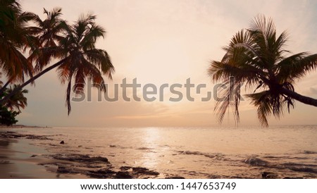Nature sunset on palms beach over sea. Palms landscape. Yellow sunset reflected in the waves of the ocean. Summer tropical nature sunset sea shore. Yellow sunset touches the horizon natural background