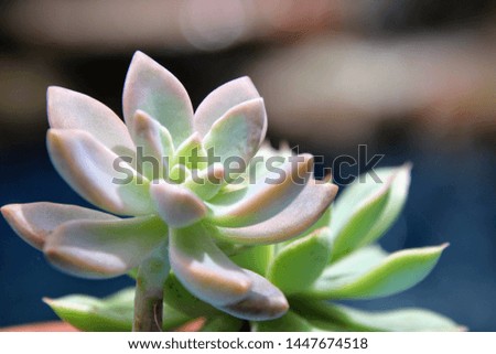 Beautiful colorful green succulent plants in patio container garden on sunny day. 