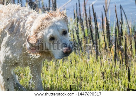 An English Cream Golden Retriever Pet Dog shakes water off beside a neighbored pond.