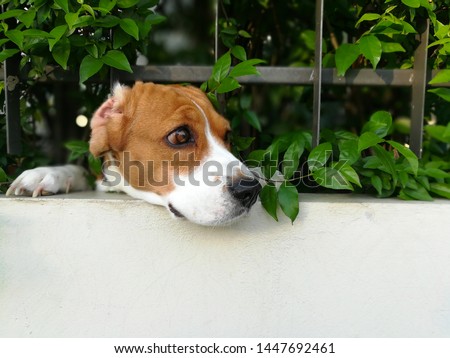 ฺBeagle dog's face pass through sliding house fence in action of house guard (watchdog) gesture when owner and nobody at home, focus on beagle and blurred background  Royalty-Free Stock Photo #1447692461
