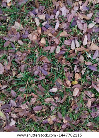 Fallen and dried leaves of tree in grass