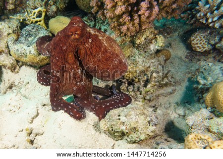 Octopus on a night hunt. Octopus vulgaris. Red sea. Egypt.