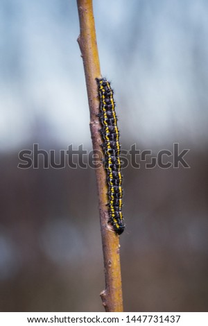 black and yellow Caterpillar climbing a stick
