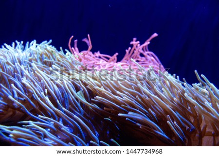 Sea anemone in a fish tank