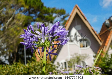 Lily of the Nile (Agapanthus) african lilly bloom. perfect image for: 
Blue flowers, african lilies, florist, gardening