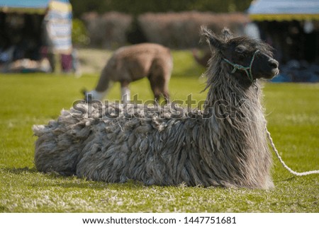 A picture of a llama 