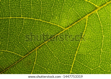 Green leaf seamless texture. Detail close image leaf macro seamless texture pattern. Macro close-up of leaf, Green leaf background texture. nature save concept 