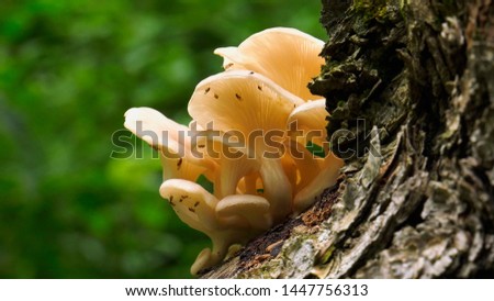 Pearl oyster mushroom on the tree. Royalty-Free Stock Photo #1447756313