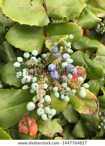 Bush with blue and green berries.