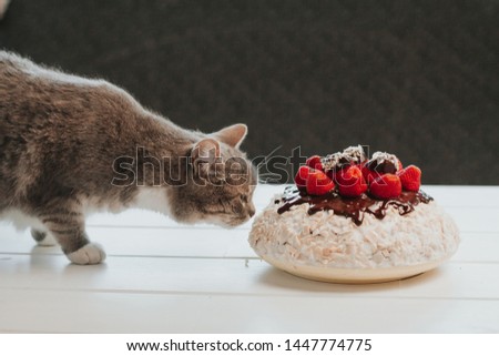gray cat sniffing a cake with strawberries and dark chocolate.