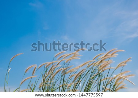 White flowers of grass with blue sky background, copy space for text.