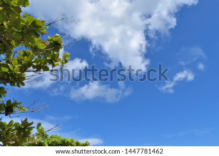 Image photo of blue sky and leaves